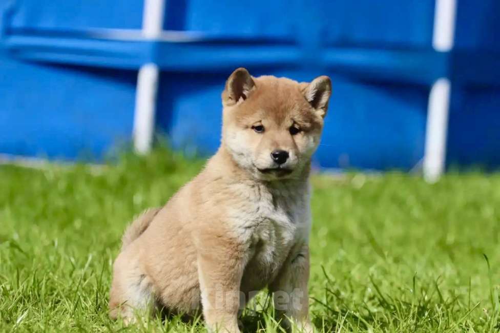 Собаки в Москве: Сиба Ину Мальчик, 50 000 руб. - фото 2