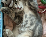 Кошки в Нальчике: Найден в центре города Нальчик Мальчик, Бесплатно - фото 1