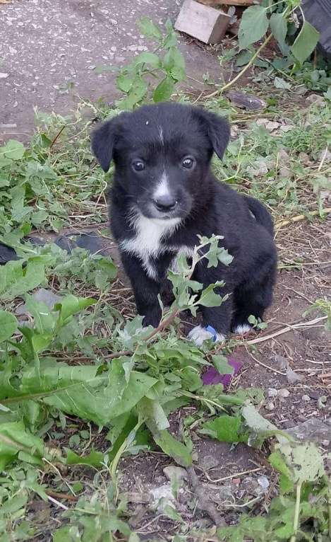 Собаки в Кинели: Щенок в добрые руки Девочка, 1 000 руб. - фото 2