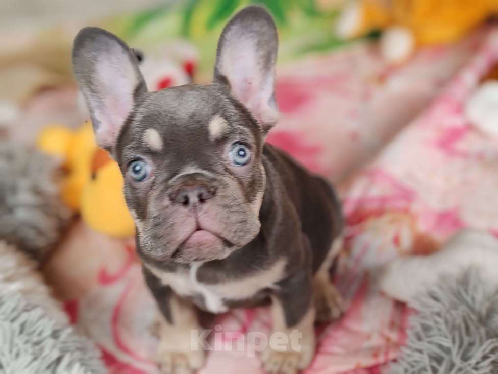 Собаки в Санкт-Петербурге: Шикарная лиловая девочка Девочка, Бесплатно - фото 2