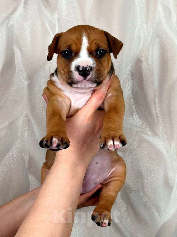 Собаки в Москве: Очаровательная малышка амстаффа  Девочка, 35 000 руб. - фото 5