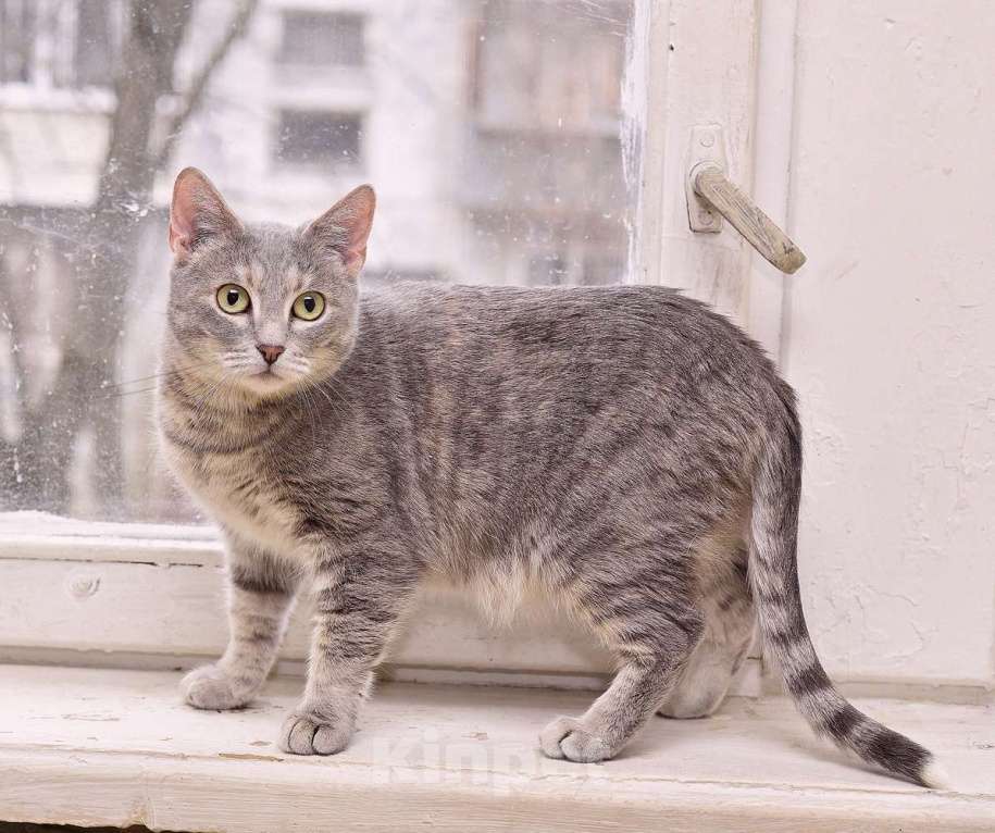 Кошки в Пушкино: Алисонька ищет дом! Девочка, 1 руб. - фото 1