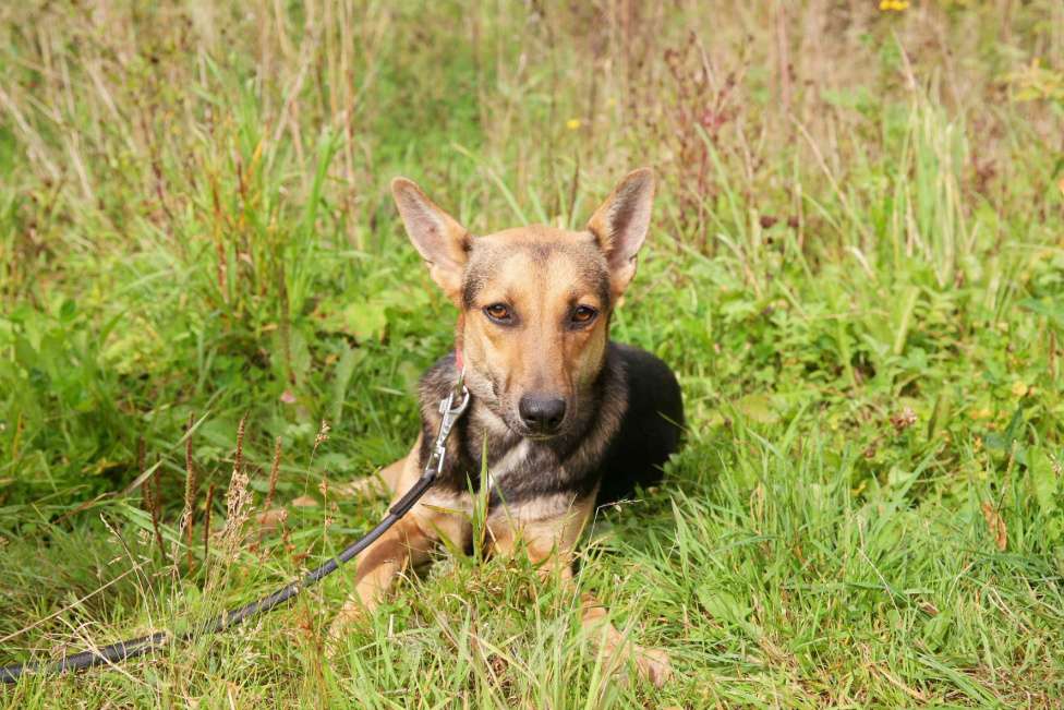 Собаки в Москве: Тиша Девочка, Бесплатно - фото 18