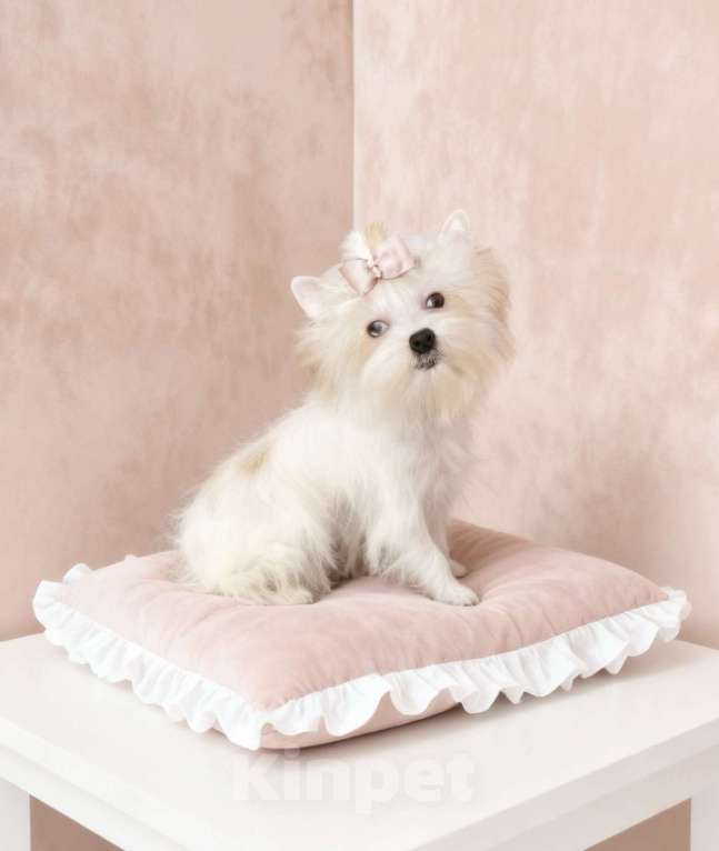 Собаки в Москве: Белый йорк с голубыми глазами девочка Девочка, 130 000 руб. - фото 8