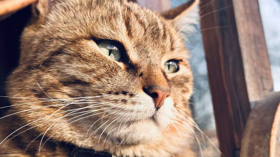 Кошки в Белгороде: Ищу пропавшего кота Мальчик, Бесплатно - фото 2