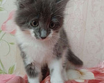 Кошки в Хабаровске: Добрые руки Мальчик, 50 руб. - фото 1