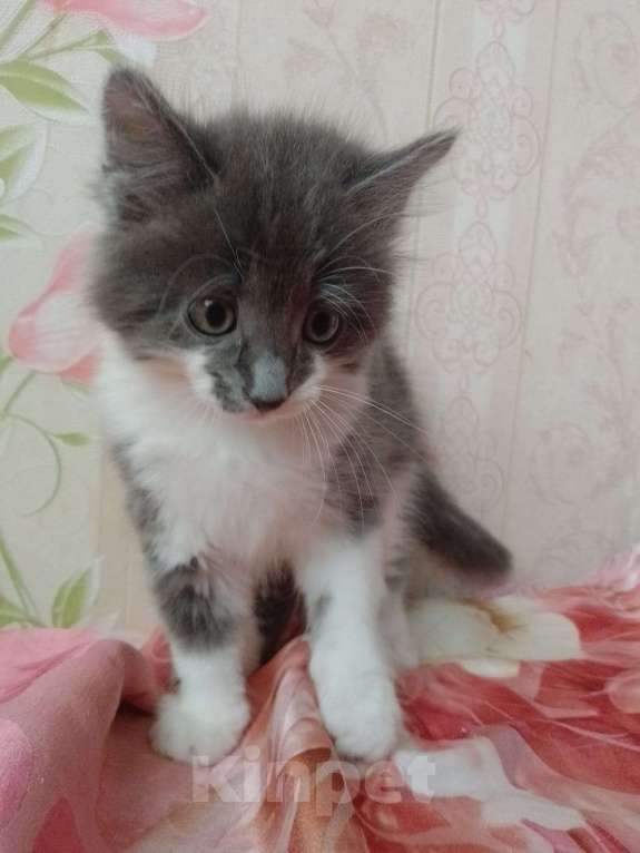 Кошки в Хабаровске: Добрые руки Мальчик, 50 руб. - фото 1