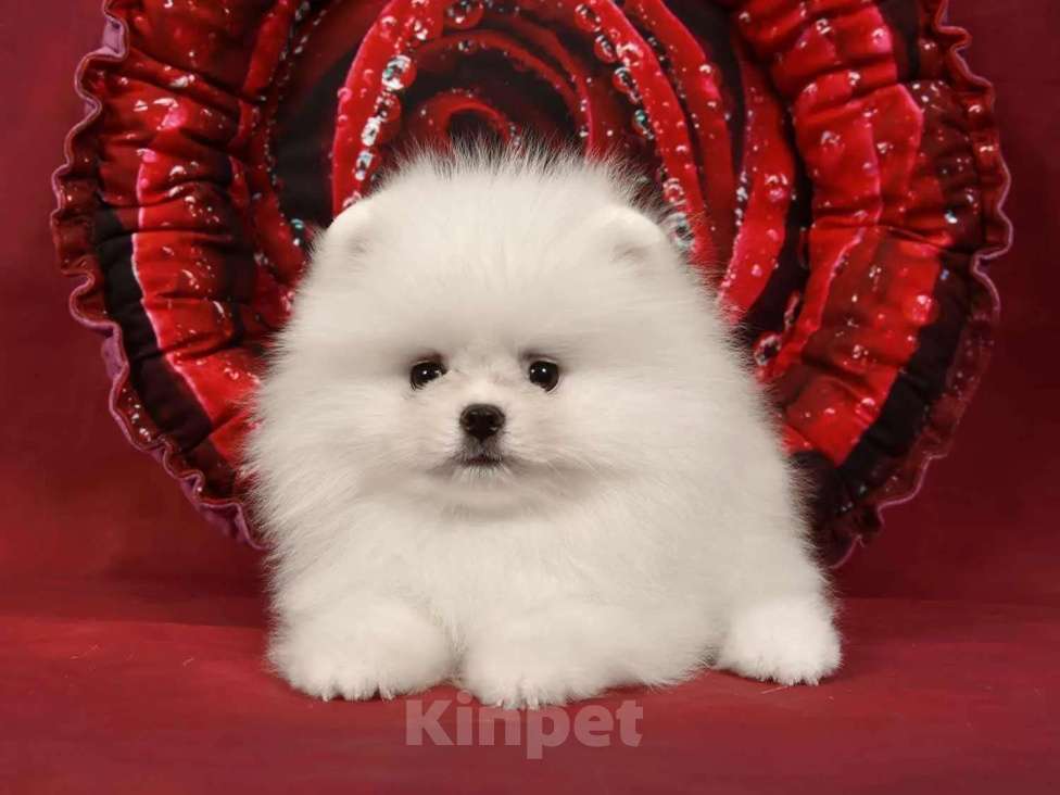 Собаки в Москве: Померанский мини шпиц Девочка, 50 000 руб. - фото 6