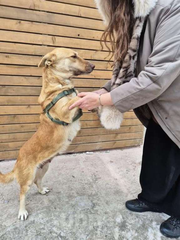 Собаки в Санкт-Петербурге: Умная и ласковая собака, метис корги, 1 год Девочка, Бесплатно - фото 8