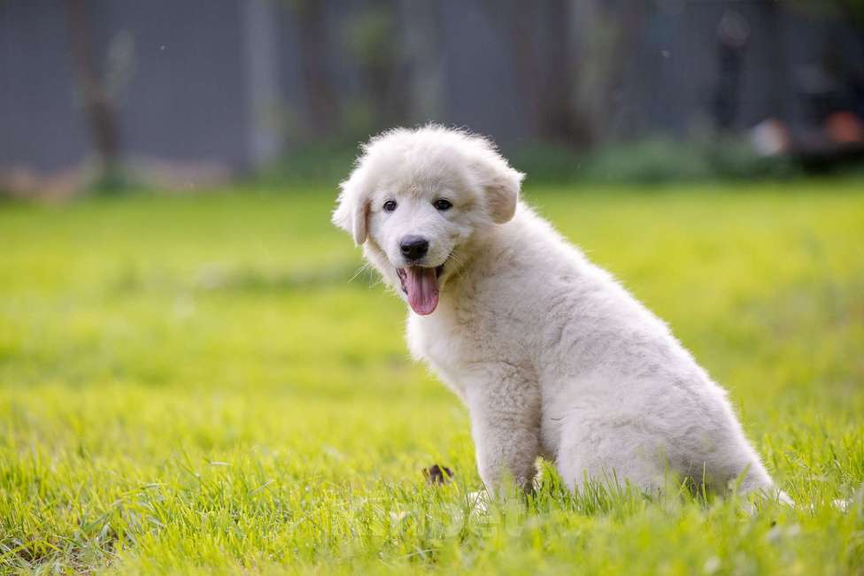 Собаки в Пушкино: Мареммо абруцкая овчарка Мальчик, Бесплатно - фото 2