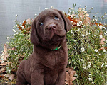 Собаки в Москве: Эффектные шоколадные щенки лабрадора ретривера Девочка, Бесплатно - фото 3