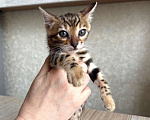 Кошки в Москве: Клубные бенгальские котята - девочка Девочка, 70 000 руб. - фото 3