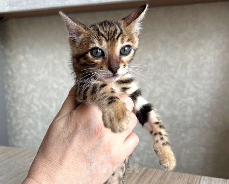 Кошки в Москве: Клубные бенгальские котята - девочка Девочка, 70 000 руб. - фото 3