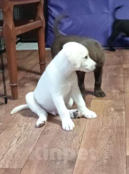 Собаки в Севастополе: Щенок метис лабрадора Мальчик, Бесплатно - фото 4