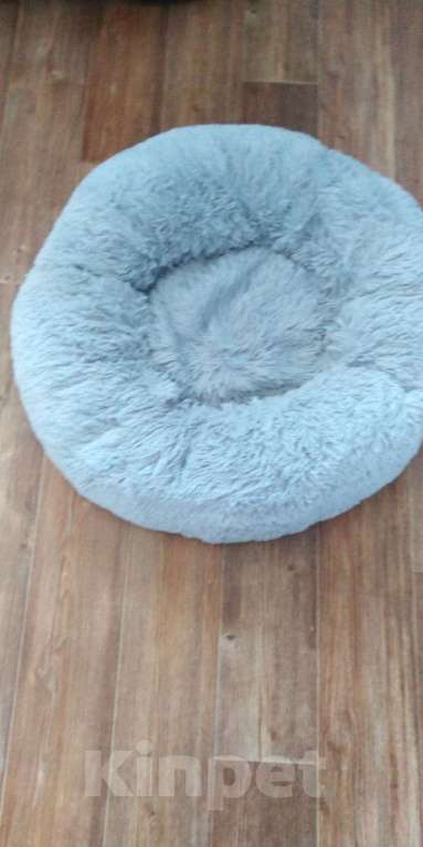 Кошки в Кинешме: У нас котик, славный Тишка, любопытный шалунишка! Мальчик, Бесплатно - фото 5