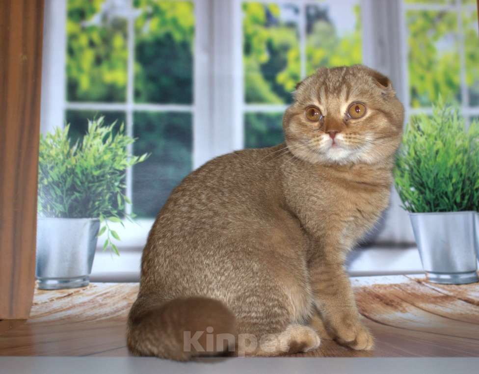 Кошки в Санкт-Петербурге: Шотландский вислоухий котенок  Мальчик, Бесплатно - фото 8