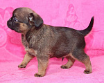 Собаки в Санкт-Петербурге: Маленький,упряменький Мальчик, 80 000 руб. - фото 4