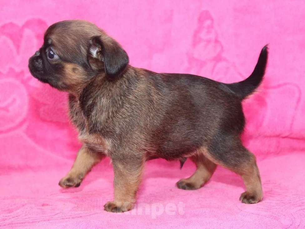 Собаки в Санкт-Петербурге: Маленький,упряменький Мальчик, 80 000 руб. - фото 4