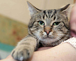 Кошки в Санкт-Петербурге: Котик с грустными глазками Мальчик, Бесплатно - фото 7
