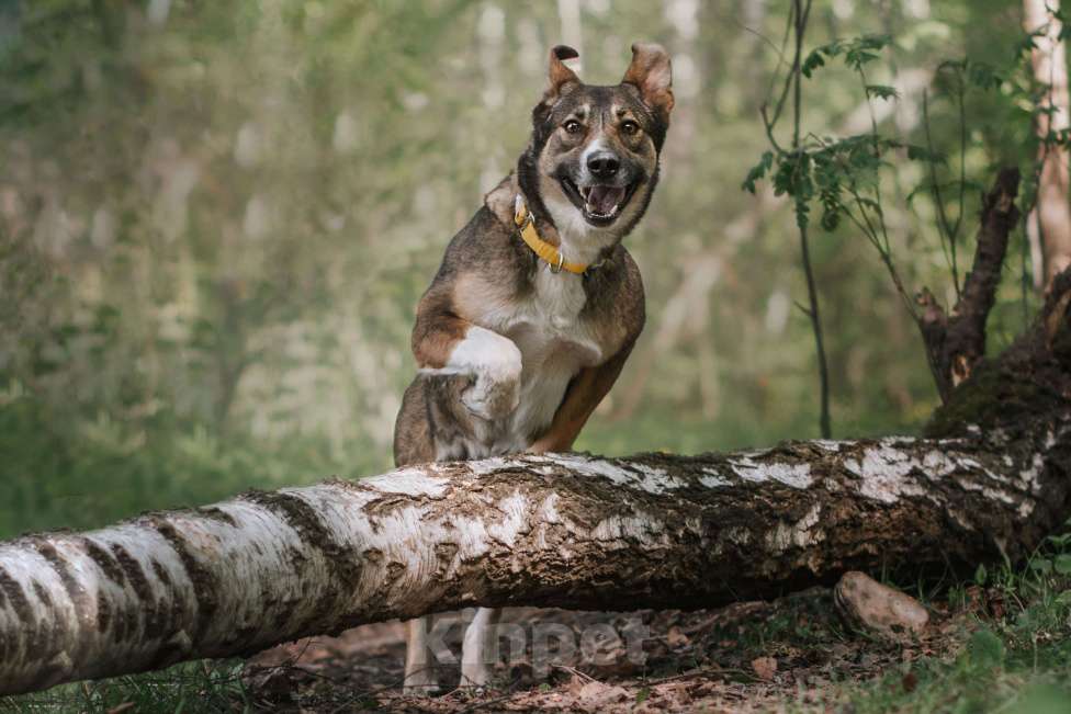 Собаки в Москве: Дива Девочка, Бесплатно - фото 4