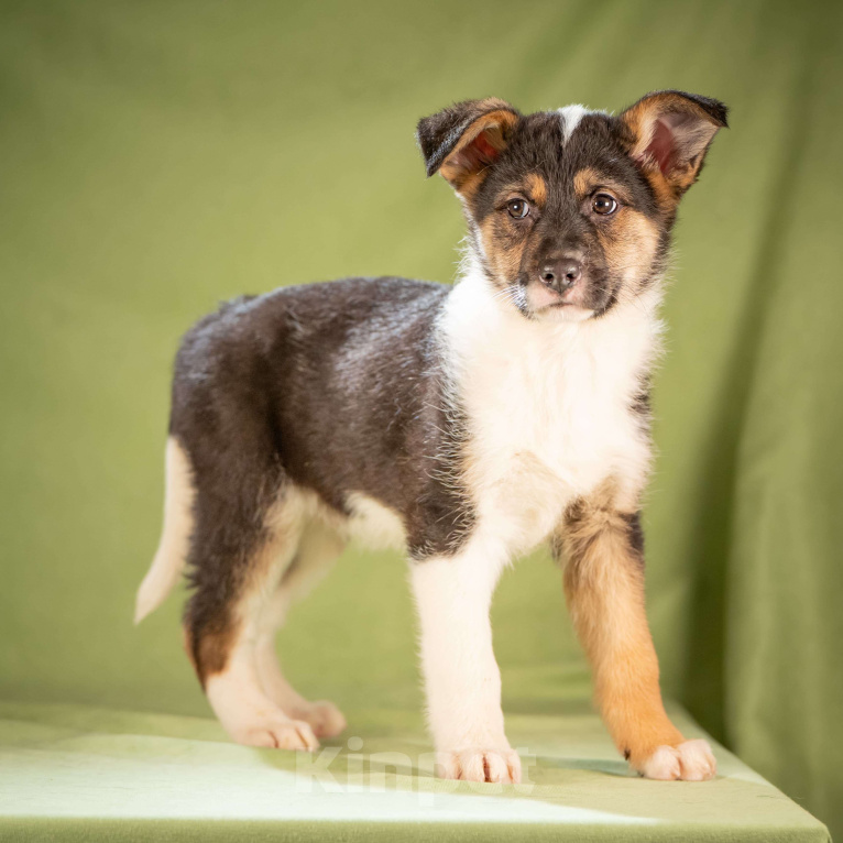 Собаки в Клине: Кокос - ласковый щенок Мальчик, Бесплатно - фото 6