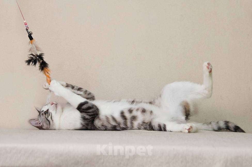 Кошки в Москве: Тиша в костюмчике готов стать домашним Мальчик, Бесплатно - фото 5