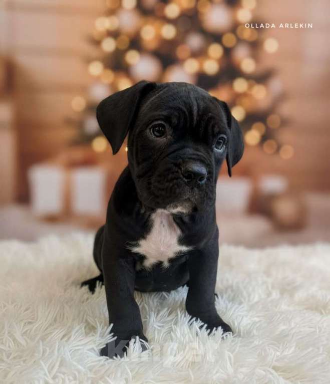 Собаки в Москве: Чёрная девочка кане корсо Девочка, 90 000 руб. - фото 2