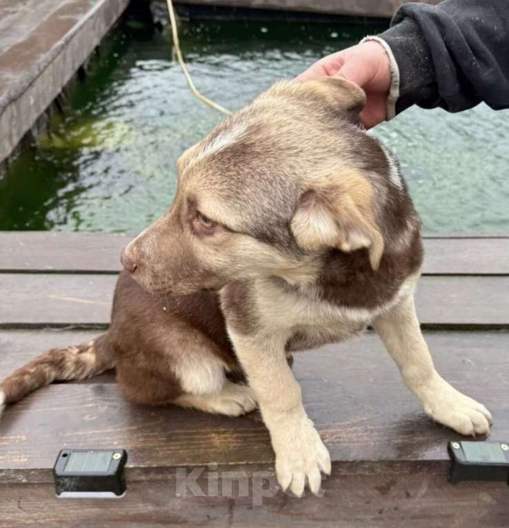 Собаки в других городах Владимирской области: Малышка Майли в поисках своих родителей Девочка, Бесплатно - фото 4
