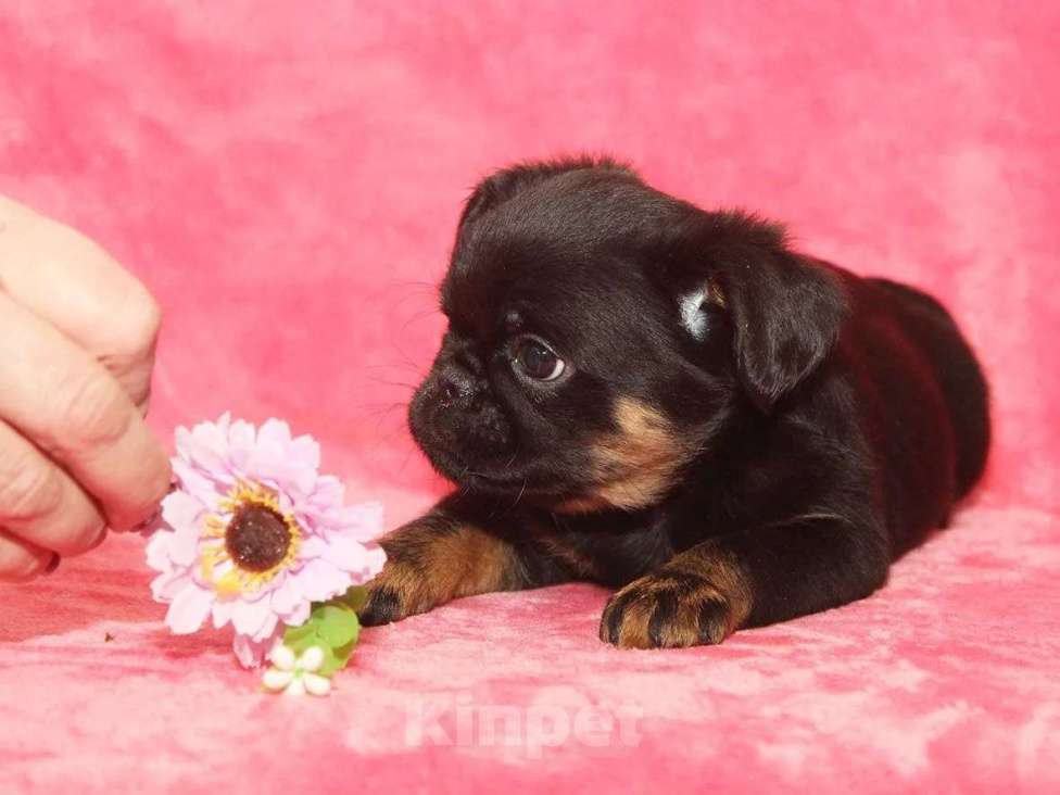 Собаки в Санкт-Петербурге: Красотка Девочка, 80 000 руб. - фото 3