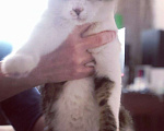 Кошки в Воронеже: Большой серый кот Мальчик, 10 руб. - фото 3