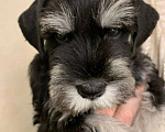 Собаки в Москве: Продам щенков цвергшнауцера черные с серебром Разнополые, Бесплатно - фото 5