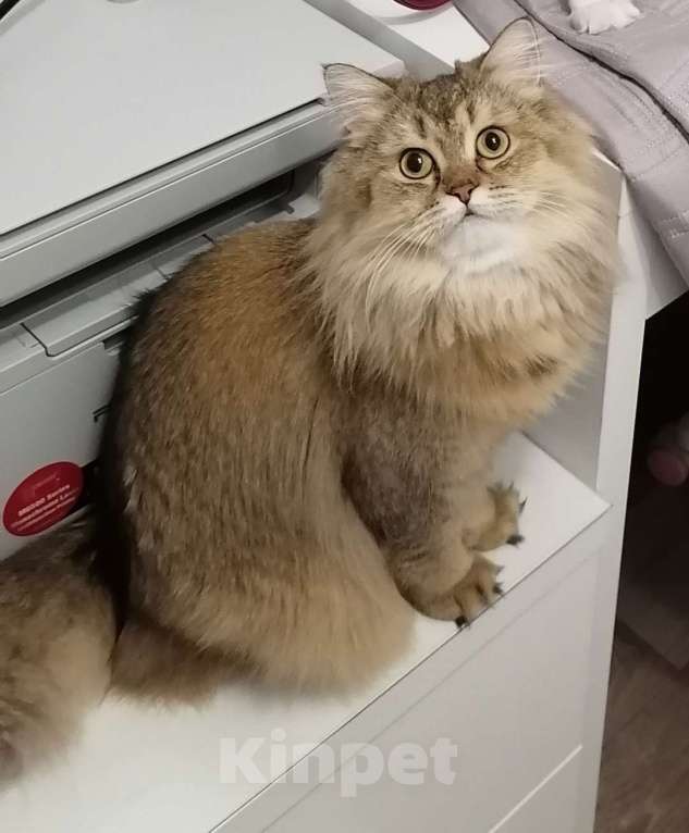 Кошки в Чебоксарах: Шотландский прямоухий котёнок Девочка, 20 000 руб. - фото 7