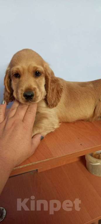 Собаки в Алуште: Английский кокер спаниель  Девочка, 25 000 руб. - фото 2