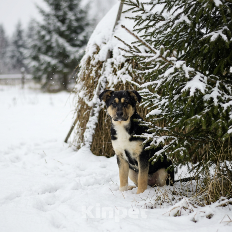 Собаки в Москве: щенок Ника ищет семью Девочка, Бесплатно - фото 5