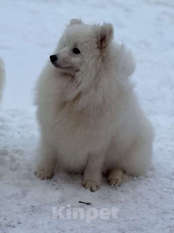 Собаки в Москве: Энри Петто Из Воронцовского Дворца  Мальчик, 50 000 руб. - фото 2