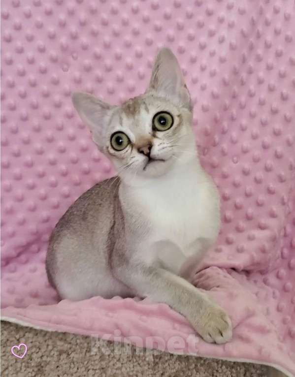 Кошки в Москве: Котята и взрослые кошки породы сингапура из питомника Бибигон  Мальчик, Бесплатно - фото 2