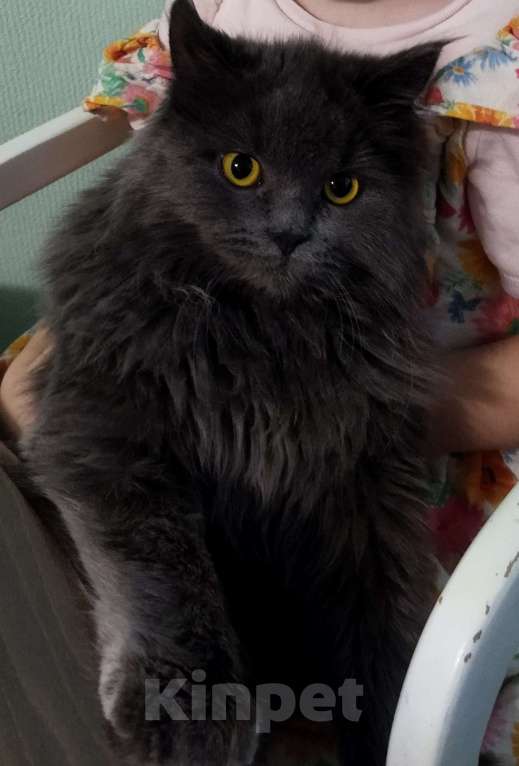 Кошки в Ростове-на-Дону: Ищу кошку. Район рижжта. Серая, длинношерстная Девочка, 1 000 руб. - фото 2