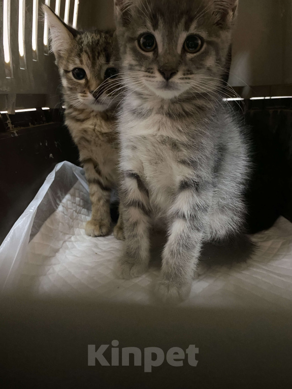 Кошки в Балашихе: Рокки, 2 месяца, в добрые руки Мальчик, Бесплатно - фото 4