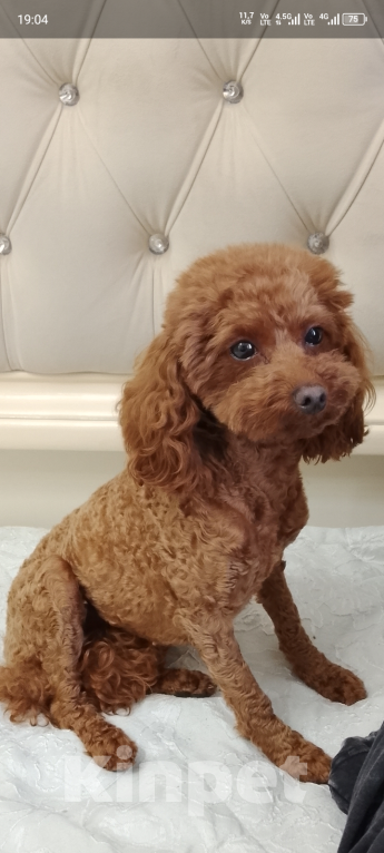 Собаки в Дмитрове: Той пудель девочка Девочка, 100 000 руб. - фото 2