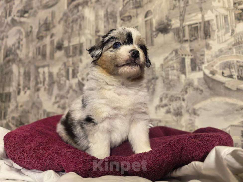 Собаки в Санкт-Петербурге: Щенок миниатюрной американской овчарки(мини аусси)-девочка Шаффла Девочка, 120 000 руб. - фото 1