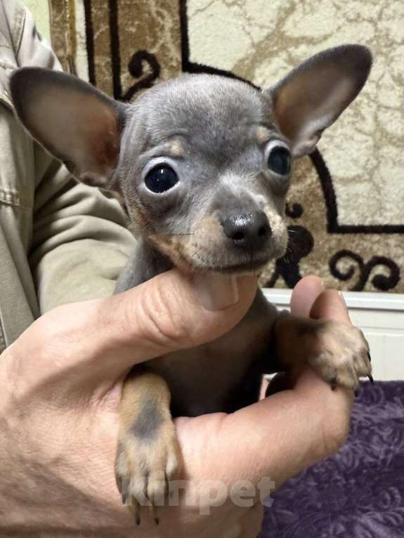 Собаки в Жуковском: Очаровательный мини мальчик тоя Мальчик, 45 000 руб. - фото 3