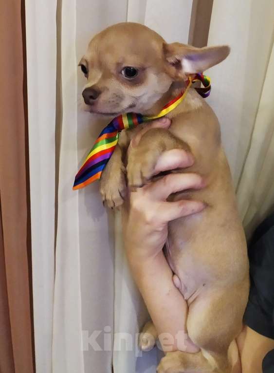 Собаки в Москве: Лиловый мальчишка чихуахуа  Мальчик, 45 000 руб. - фото 7