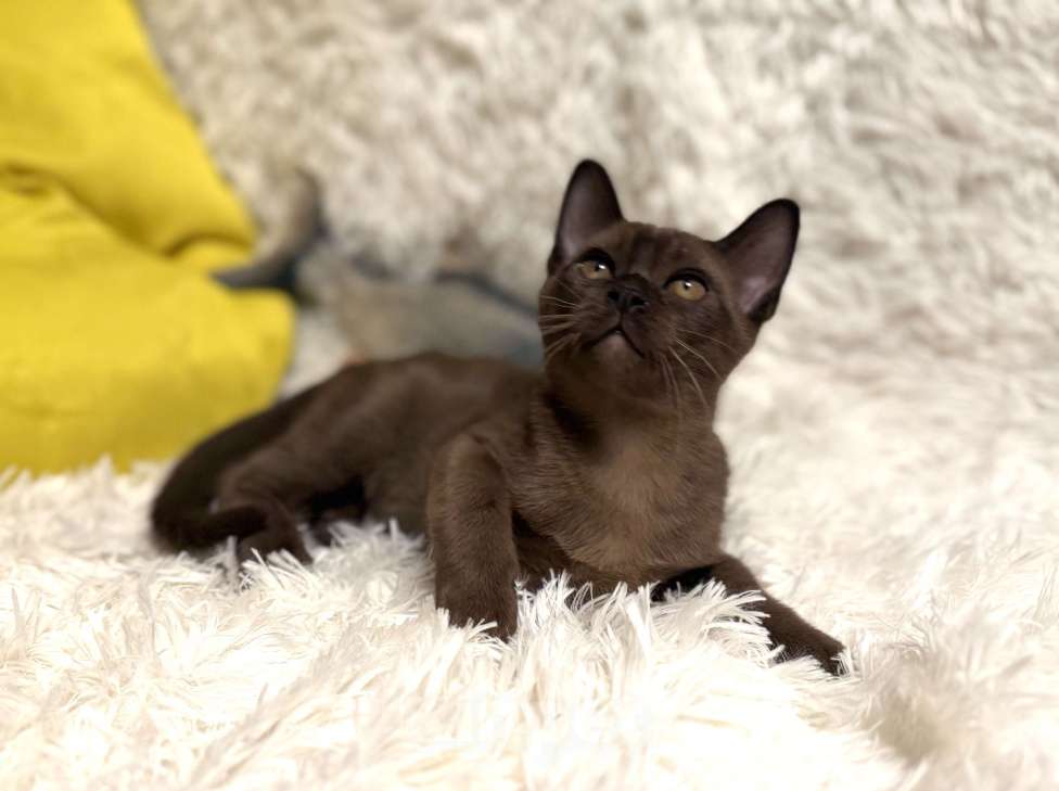 Кошки в Москве: Котята Европейская Бурма Мальчик, 80 000 руб. - фото 2