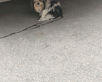 Собаки в Москве: Найдена собака около ТЦ Александр Девочка, Бесплатно - фото 2