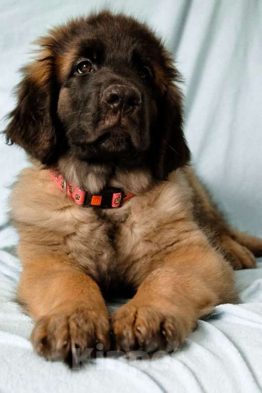 Собаки в Йошкаре-Оле: Продажа щенка Девочка, Бесплатно - фото 7