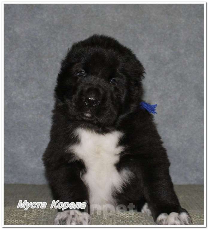 Собаки в Санкт-Петербурге: Среднеазиатская овчарка (алабай) Мальчик, 60 000 руб. - фото 2