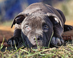 Собаки в Евпатории: Американский булли  Мальчик, 50 000 руб. - фото 1