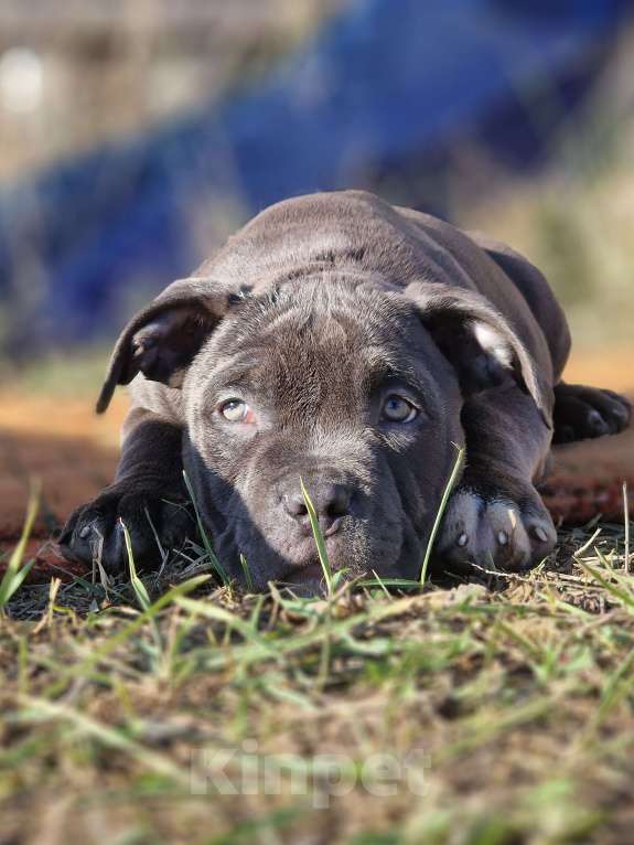 Собаки в Евпатории: Американский булли  Мальчик, 50 000 руб. - фото 1