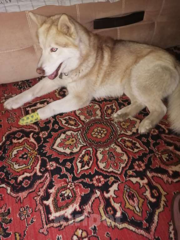 Собаки в Кашире: Пропала собака хаски Мальчик, 5 000 руб. - фото 4