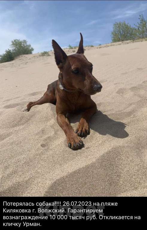 Собаки в Волжском: Потерялся пёс  Мальчик, 10 000 руб. - фото 4